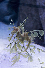 Star dieser Ausstellung der wunderschöne Blättrige Seedrache (©Foto: Sea Life München)